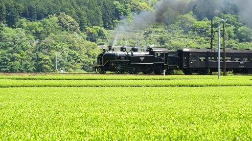 <Web割対象商品>【キングツアーバス旅】SL運行開始50周年!大井川鐵道お花見SL列車♪家山の桜トンネルと第一橋梁&抜里のお茶畑も車窓から♪〔調布・狛江発〕3